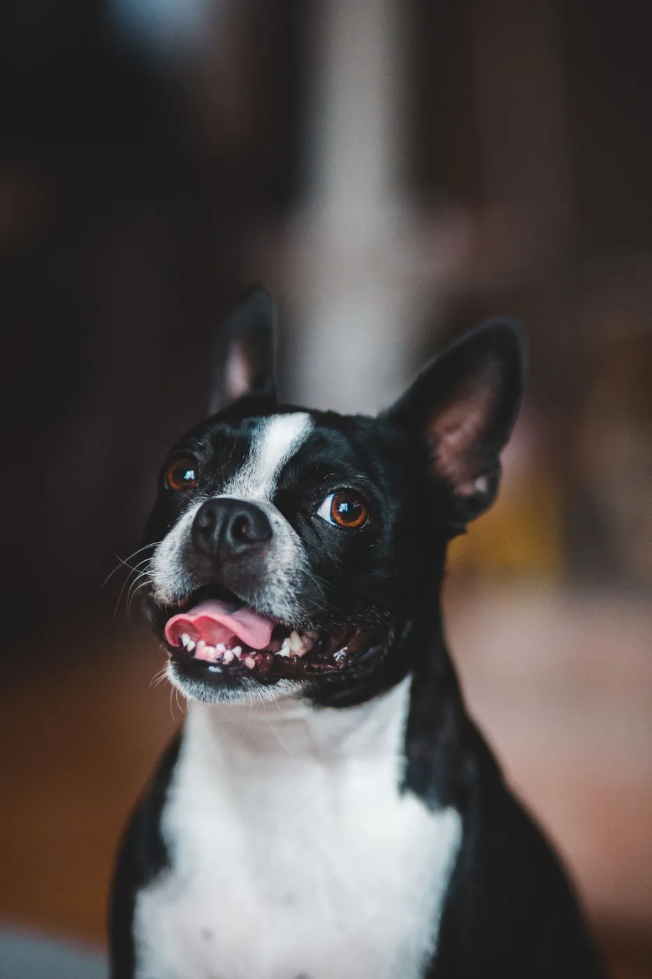 吠えている犬