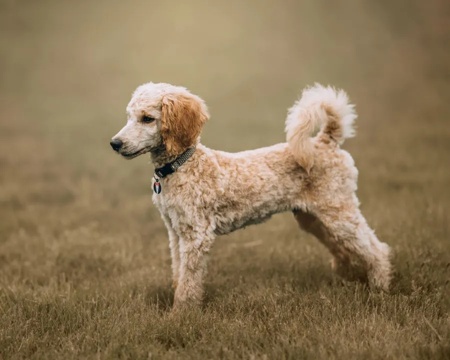 お仕上げのあと、外を歩く犬