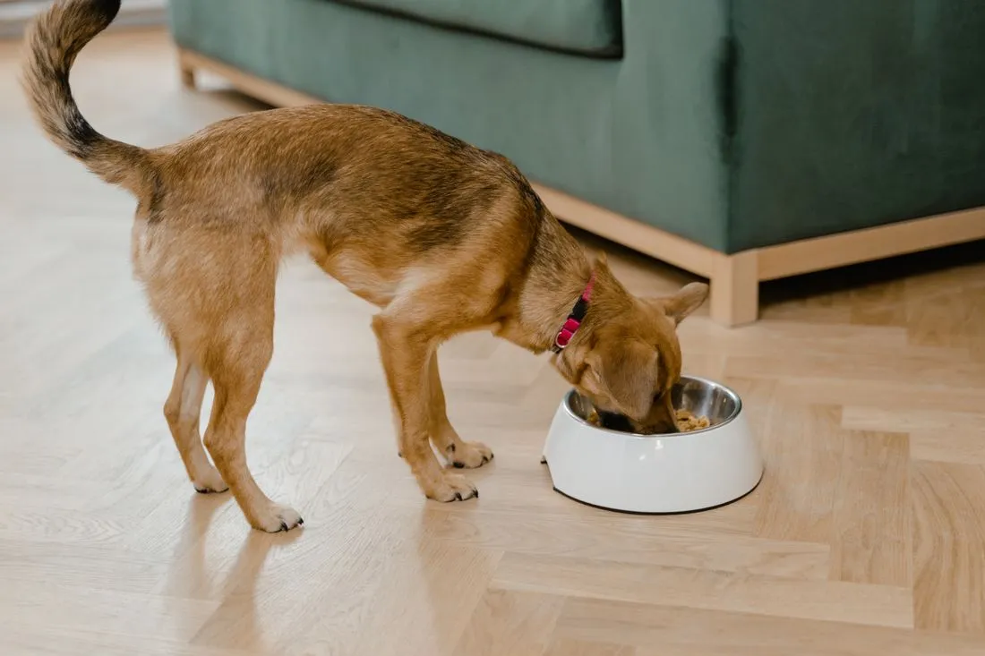 おやつを食べる犬