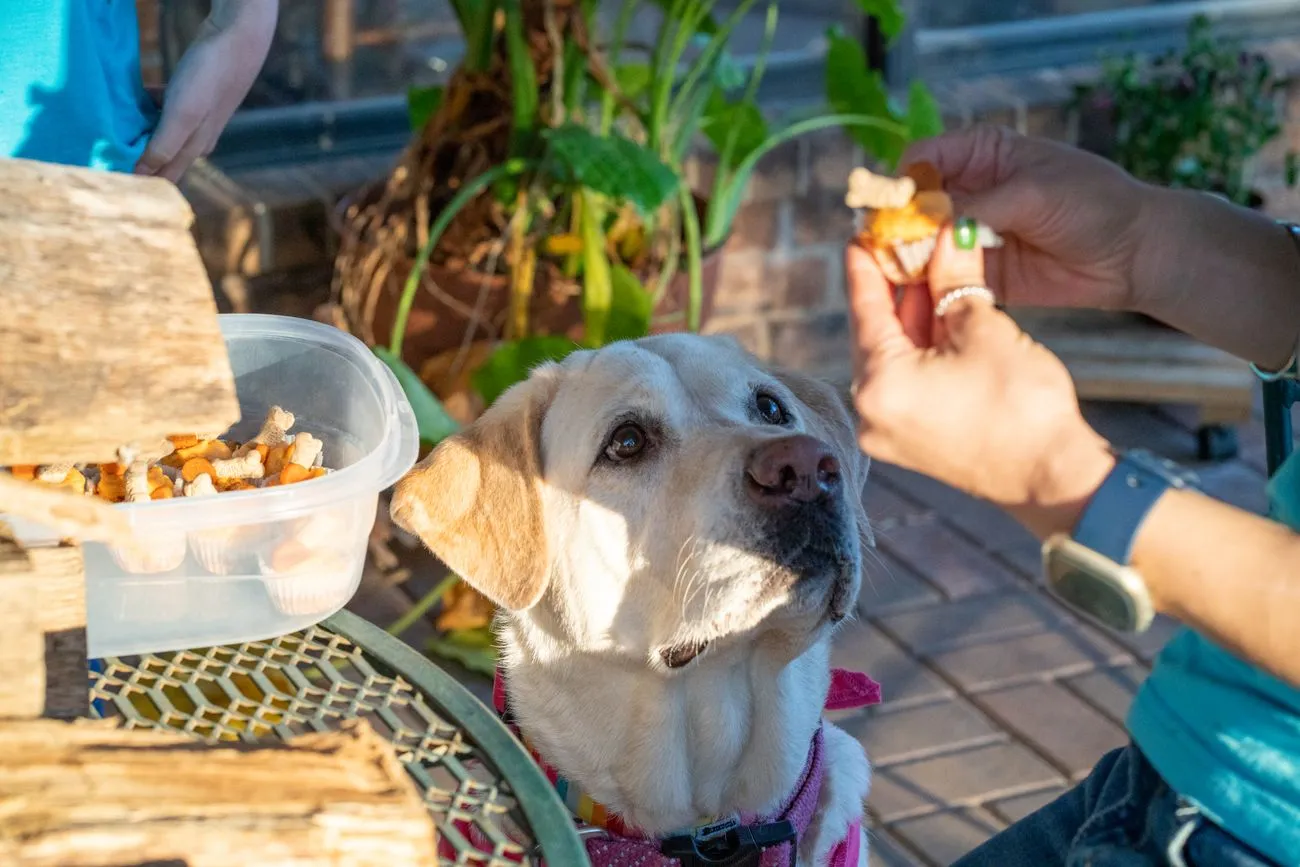 おやつを受けとる犬